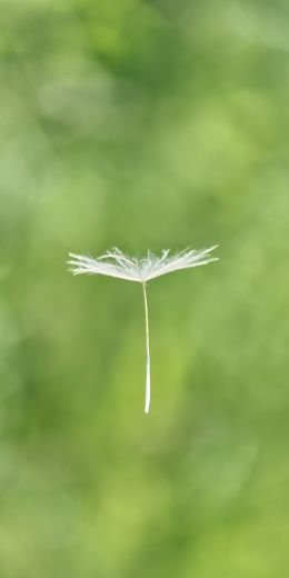 dandelion, seeds, green Wallpaper 720x1440