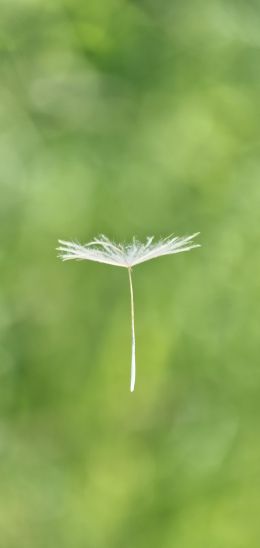 dandelion, seeds, green Wallpaper 720x1520