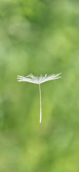 dandelion, seeds, green Wallpaper 1125x2436