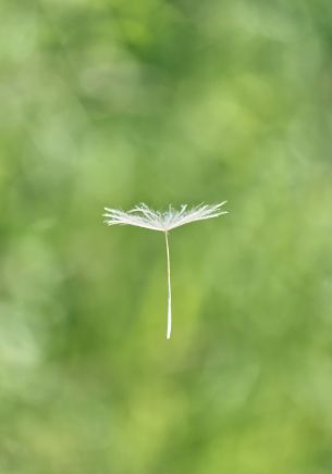 dandelion, seeds, green Wallpaper 1668x2388