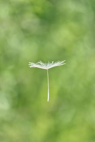 dandelion, seeds, green Wallpaper 640x960