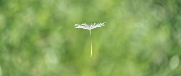 dandelion, seeds, green Wallpaper 2560x1080