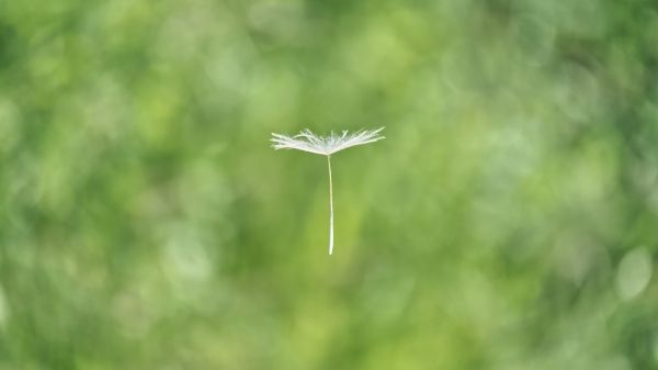 dandelion, seeds, green Wallpaper 2048x1152