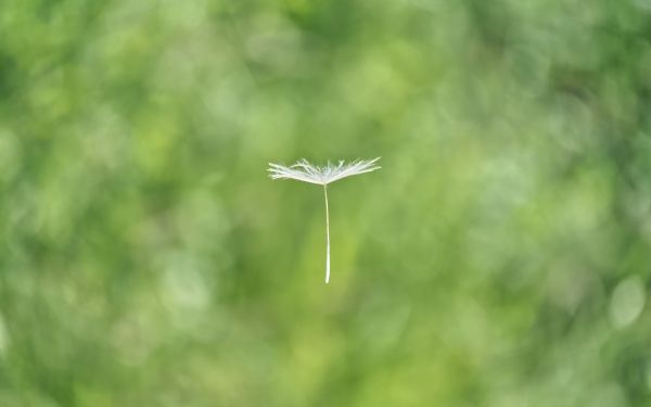 dandelion, seeds, green Wallpaper 1920x1200