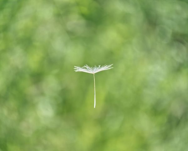 dandelion, seeds, green Wallpaper 1280x1024