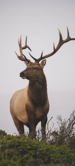 deer, horn, sky Wallpaper 1080x2400