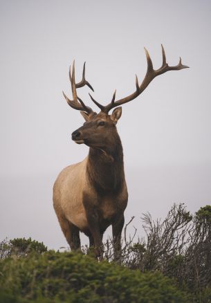 deer, horn, sky Wallpaper 1640x2360