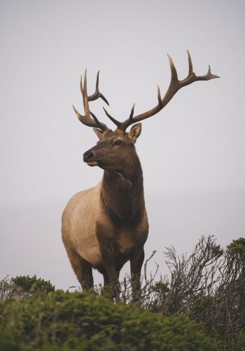 deer, horn, sky Wallpaper 1668x2388