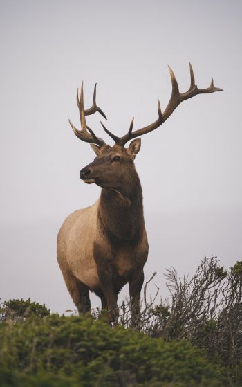 deer, horn, sky Wallpaper 1752x2800