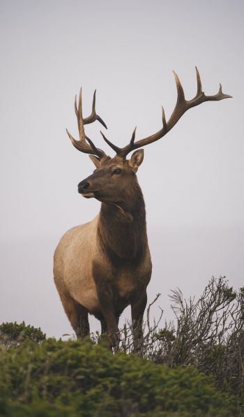 deer, horn, sky Wallpaper 600x1024