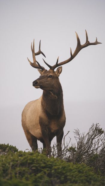 deer, horn, sky Wallpaper 640x1136