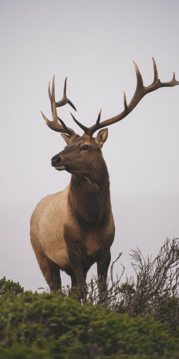 deer, horn, sky Wallpaper 720x1440