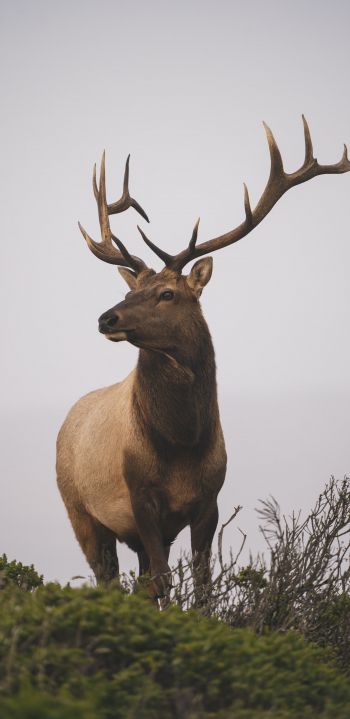 deer, horn, sky Wallpaper 1080x2220