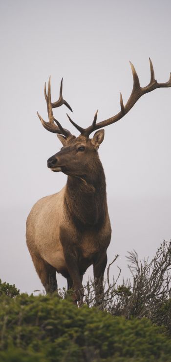 deer, horn, sky Wallpaper 720x1520
