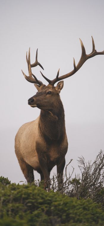 deer, horn, sky Wallpaper 828x1792