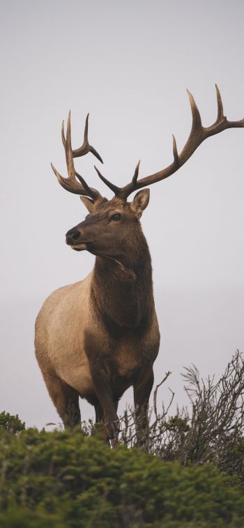 deer, horn, sky Wallpaper 1080x2340