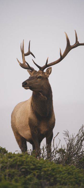 deer, horn, sky Wallpaper 1080x2400
