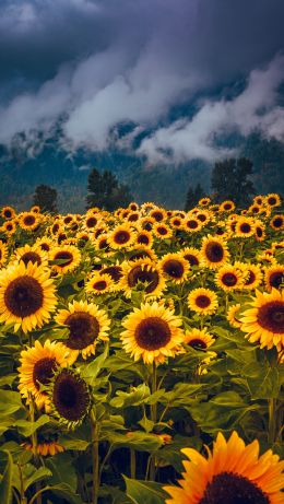 flower field, mountains Wallpaper 640x1136