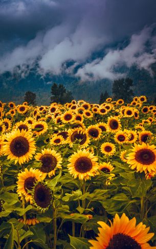 flower field, mountains Wallpaper 1752x2800