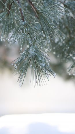 conifer, winter Wallpaper 2160x3840