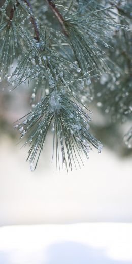 conifer, winter Wallpaper 720x1440