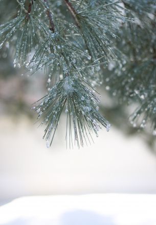 conifer, winter Wallpaper 1640x2360