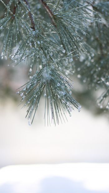 conifer, winter Wallpaper 640x1136