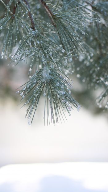 conifer, winter Wallpaper 1080x1920