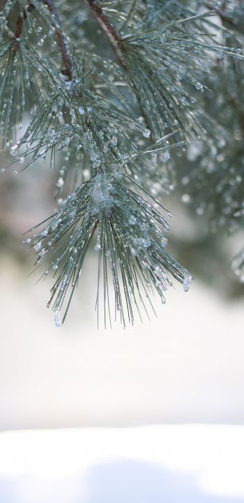 conifer, winter Wallpaper 1080x2220