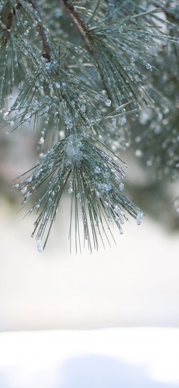 conifer, winter Wallpaper 828x1792