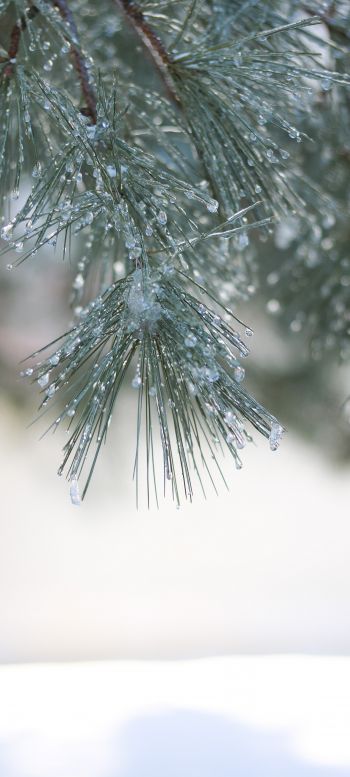 conifer, winter Wallpaper 1080x2400