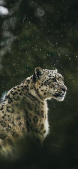 predator, snow leopard Wallpaper 1080x2340