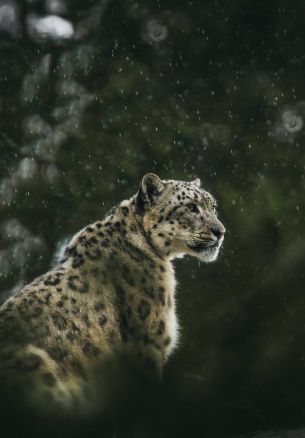 predator, snow leopard Wallpaper 1640x2360