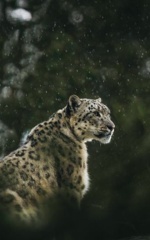 predator, snow leopard Wallpaper 1200x1920