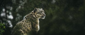 predator, snow leopard Wallpaper 2560x1080