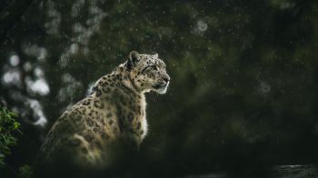 predator, snow leopard Wallpaper 1600x900