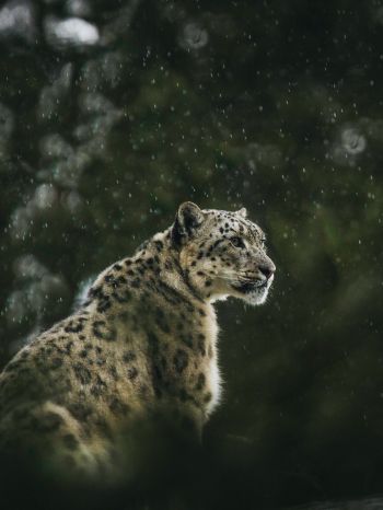predator, snow leopard Wallpaper 2048x2732
