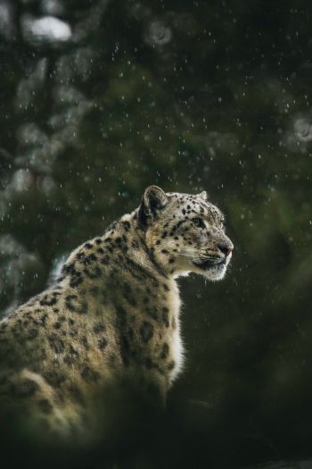 predator, snow leopard Wallpaper 640x960