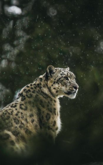 predator, snow leopard Wallpaper 1752x2800