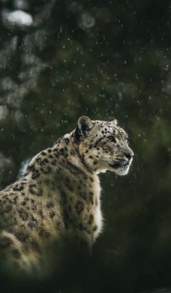predator, snow leopard Wallpaper 600x1024
