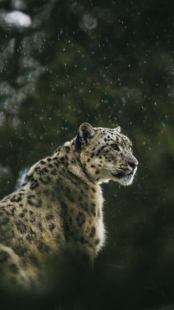 predator, snow leopard Wallpaper 640x1136