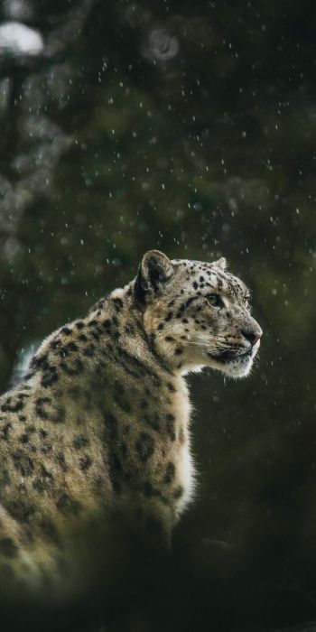 predator, snow leopard Wallpaper 720x1440