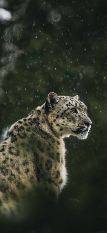 predator, snow leopard Wallpaper 1125x2436