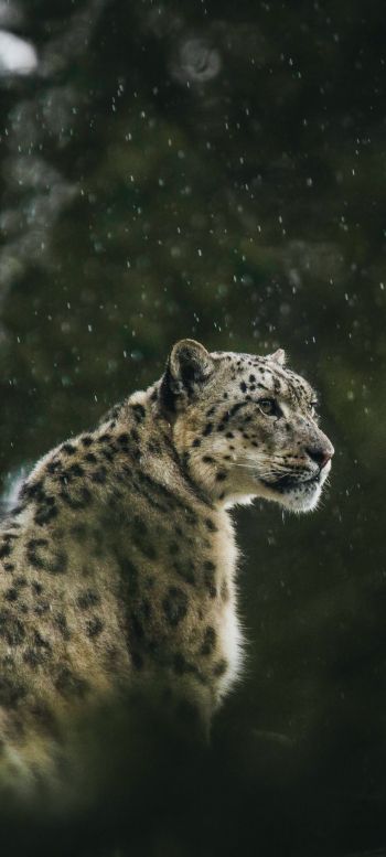 predator, snow leopard Wallpaper 1080x2400