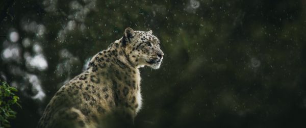 predator, snow leopard Wallpaper 3440x1440