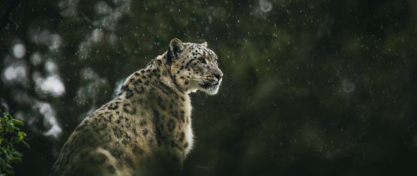 predator, snow leopard Wallpaper 2560x1080