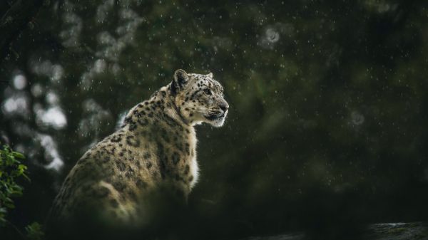 predator, snow leopard Wallpaper 3840x2160