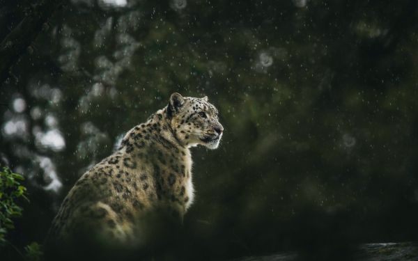 predator, snow leopard Wallpaper 2560x1600