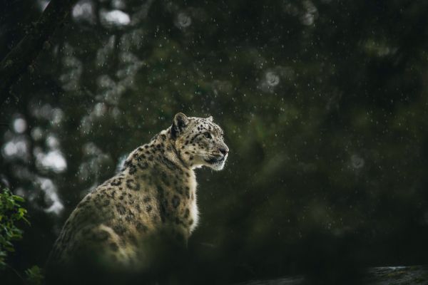 predator, snow leopard Wallpaper 5184x3456