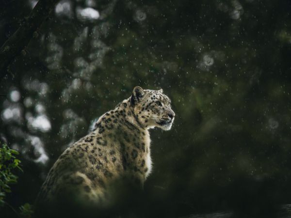 predator, snow leopard Wallpaper 800x600